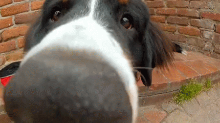 How to Get Dog Smell Out of Your Car How to Get Dog Smell Out of Your Car