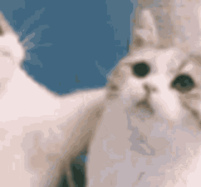 Cat Matching Pfp Cat Matching Pfp Pfp Discover Share GIFs