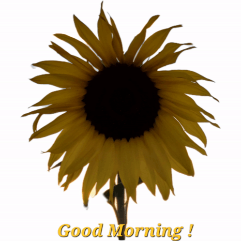 Good Morning Sunflower Sticker Good Morning Sunflower Morning