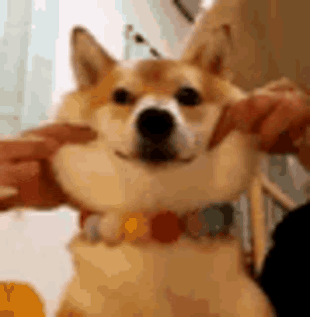 Dogs Cute Gif - Dogs Cute Adorable - Discover &Amp; Share Gifs