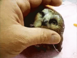 Cute Baby Owl Gif Birds Bird Owl Discover Share Gifs