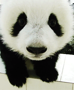 Panda Kiss Gifs Tenor