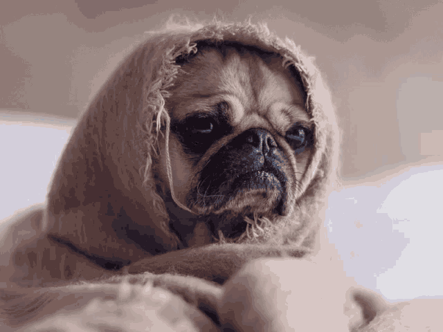 Pug Sad GIF - Pug Sad Crying - Discover & Share GIFs