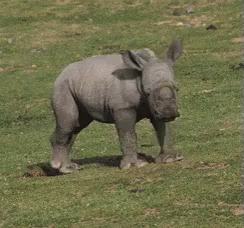 315 Rhino Names - Naming The Mighty Horned Beasts - Animal Hype 315 Rhino Names - Naming The Mighty Horned Beasts - Animal Hype
