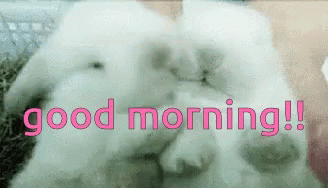 Goodmorning Sweet Gif Goodmorning Sweet Kiss Descubre Comparte Gifs