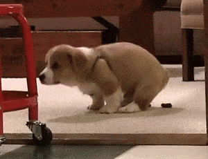 Poop Bathroom GIF - Poop Bathroom Wc GIFs