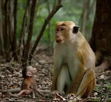 Puppy Baby Monkey Gifs Tenor