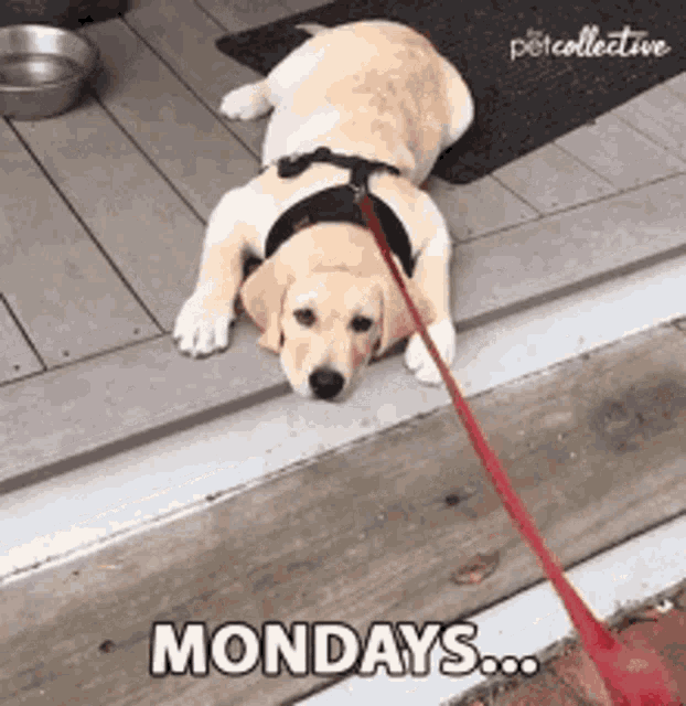 Happy Monday Morning Dog