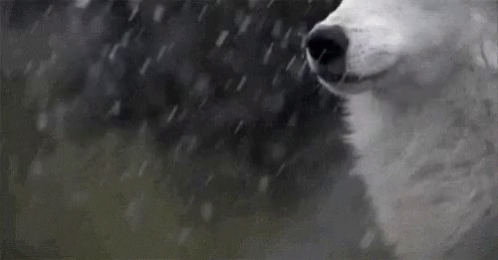 Wolf White GIF - Wolf White Whitewolf - Discover & Share GIFs