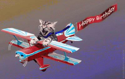 Image result for cat celebrating birthday gif
