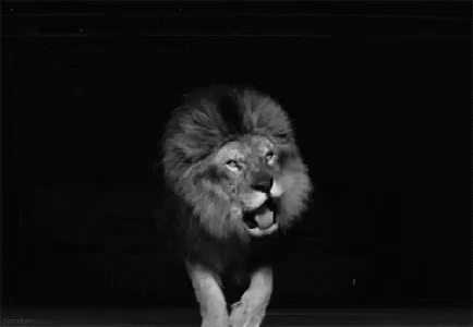 videogif of lion roaring videogif of lion roaring