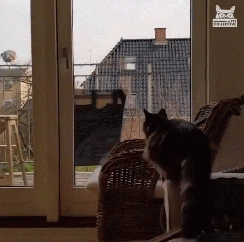- Cat Sliding Glass Door Gif - Cat Sliding Glass Door Gif