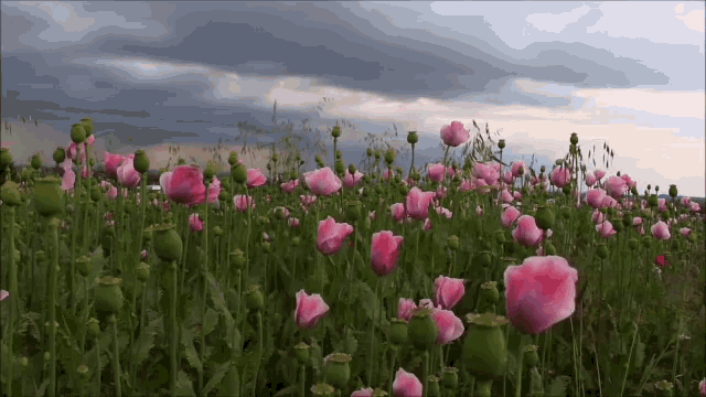 Pink Roses Gif Pink Roses Flowerfield Discover Share Gifs Pink Roses Gif Pink Roses Flowerfield Discover Share Gifs