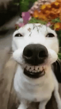 Smiling Doggo GIF - HappyPuppy Doggie SmilingDog - Descubre ...