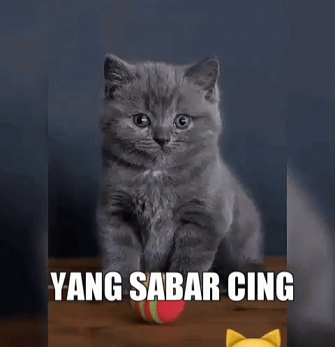 Yang Sabar Cing Gif Kucing Lucu Cute Discover Share Gifs Yang Sabar Cing Gif Kucing Lucu Cute Discover Share Gifs