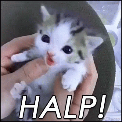 Image result for cat halp