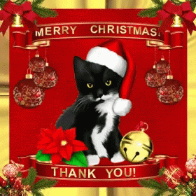 Christmas Cat GIF - Christmas Cat Kitty GIFs