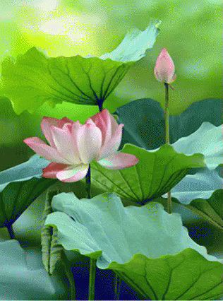 Animated Lotus Flower GIFs | Tenor