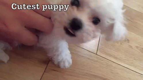 Cutest Puppy GIF - Dog Puppy Cute - Discover & Share GIFs