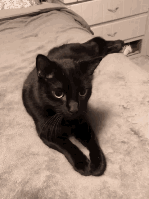 Kitty Black Cat Gif Kitty Blackcat Cute Discover Share Gifs