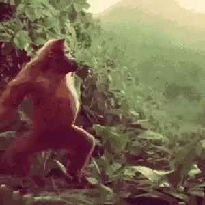 Happy Monkey Gifs Tenor Happy Monkey Gifs Tenor