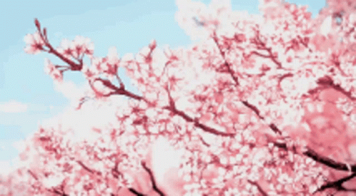 Cherry Blossom Petals Falling Gif