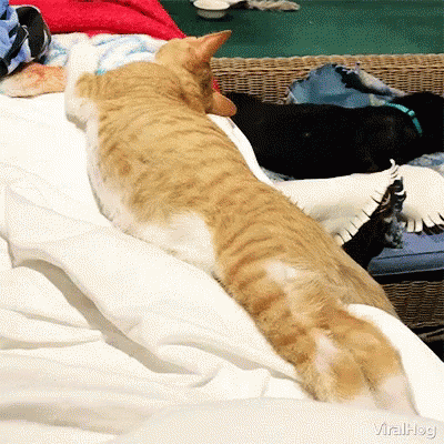 kitty jump off a bed