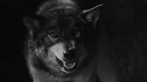 Angry Wolf GIFs | Tenor