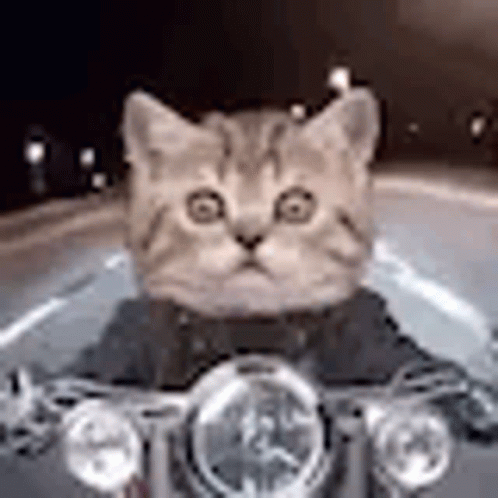 Cat Motorcycle GIF - Cat Motorcycle Motorbike - Discover & Share GIFs
