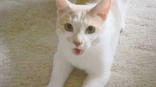 Cats Cute Cat GIF - Cats CuteCat Smile - Discover & Share GIFs