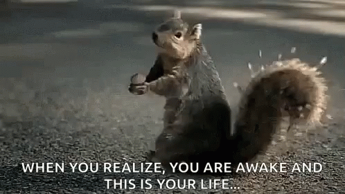 Squirrel Scream When You Realize Gif Squirrelscream Whenyourealize Youreawake Discover Share Gifs Squirrel Scream When You Realize Gif Squirrelscream Whenyourealize Youreawake Discover Share Gifs