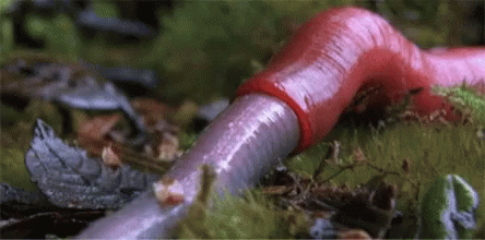 Bobbit Worm Gif 3 Bobbit Worm Gif 3