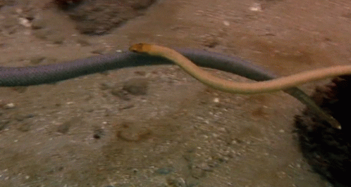 wide screen snake gif wide screen snake gif