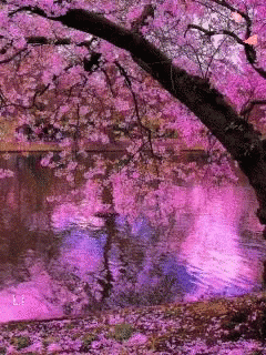 animated flower gif animatedflower discover share gifs