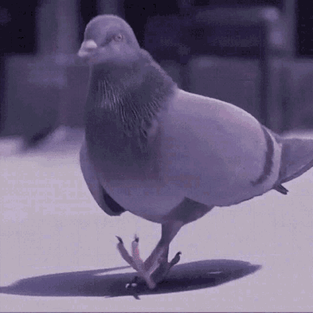picture Flying Carrier Pigeon Gif pigeons gifs tenor