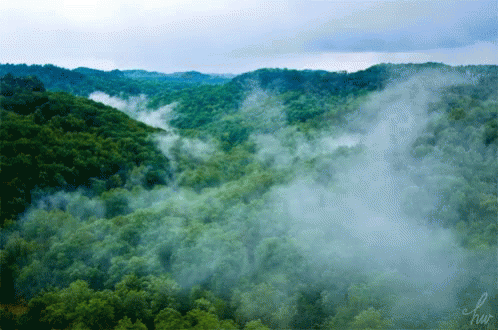 foggy nature gif foggy