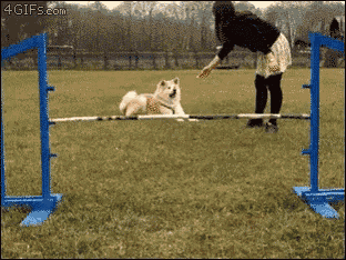 Dog Fail GIF - Dog Fail Treat - Discover &amp; Share GIFs