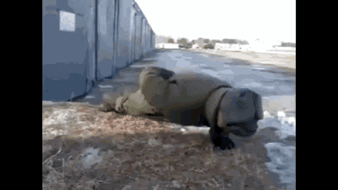panda push up gif panda push up gif