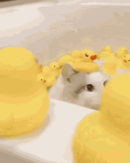 cat with rubber ducks
