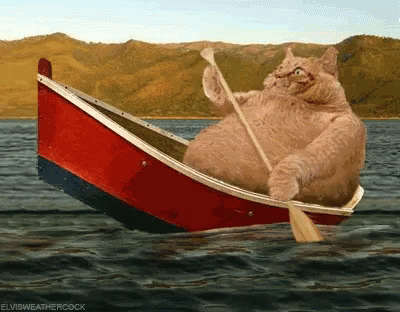Fat Cat Row Boat GIF - FatCat RowBoat Fat - Discover 