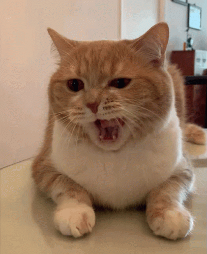 Yawn Yawning GIF - Yawn Yawning Cat - Discover & Share GIFs