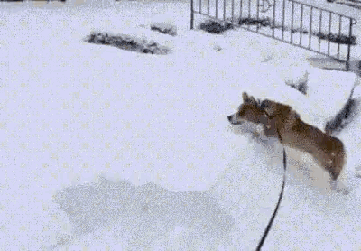 Corgi Dog GIF - Corgi Dog Snow - Discover & Share GIFs