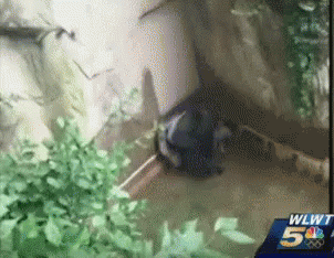 harambe gif gorilla kid discover share gifs