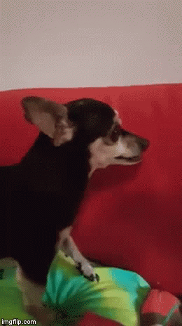 Chihuahua Vicious GIF - Chihuahua Vicious Bite - Discover & Share GIFs