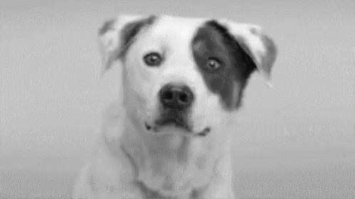 smile dog gifs tenor