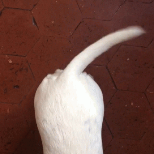 Happy Dog Wagging Tail GIFs | Tenor