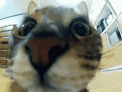 zoom backgrounds gif funny zoom backgrounds gif funny