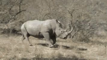 Rhino GIFs | Tenor