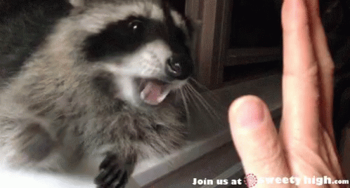 Raccoon Hivefive GIF - Raccoon Hivefive GIFs