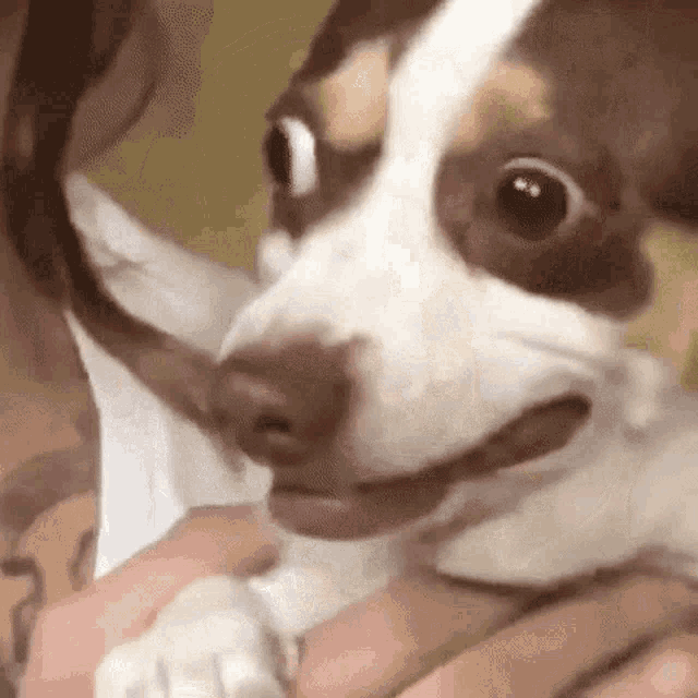 Dog worried about getting his nails trimmed.